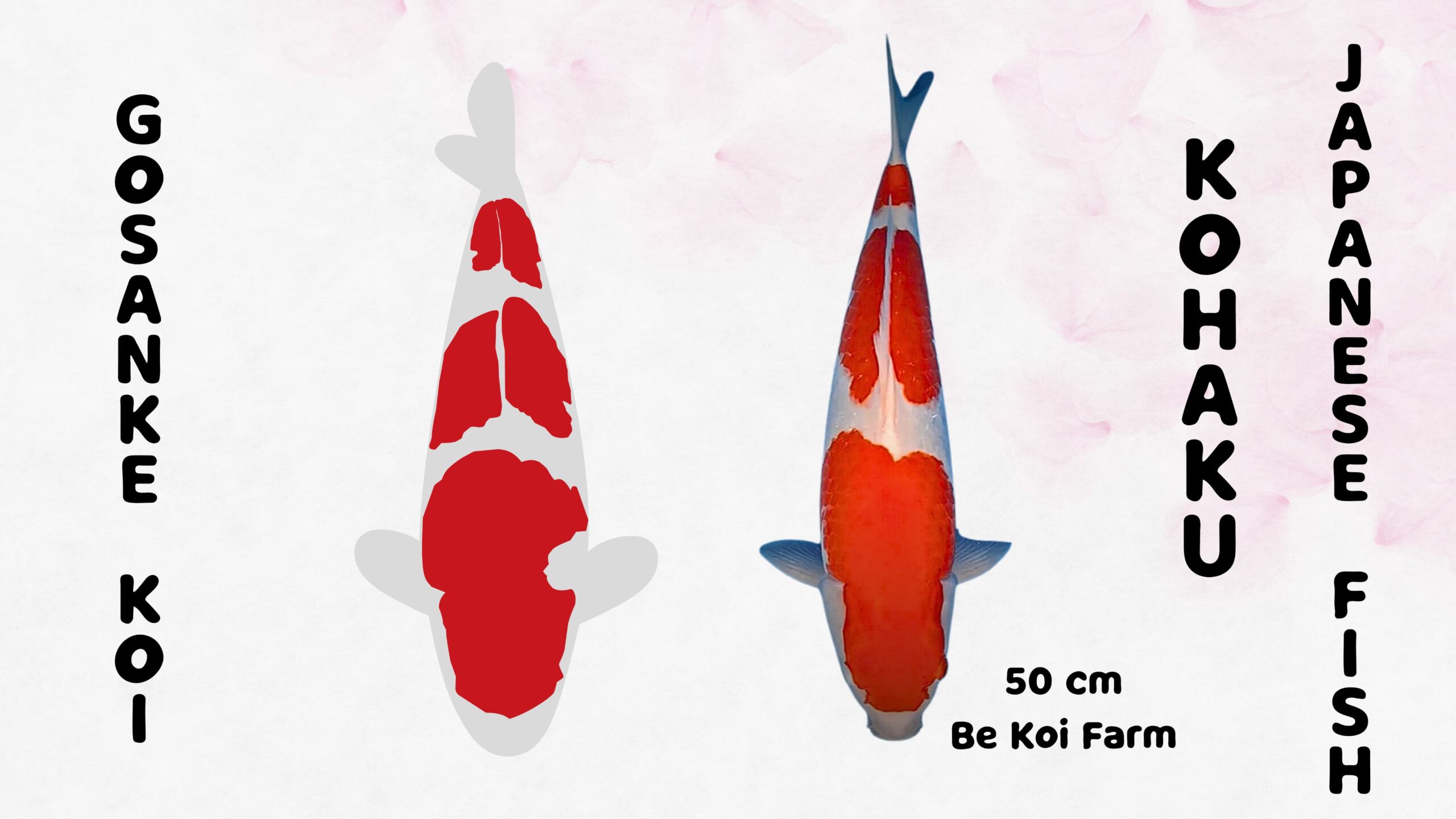 KOHAKU KOI ASLI JEPANG ADA DI BE KOI FARM SIDAYU GRESIK - Be Koi Farm