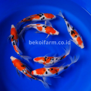Sanke Butterfly