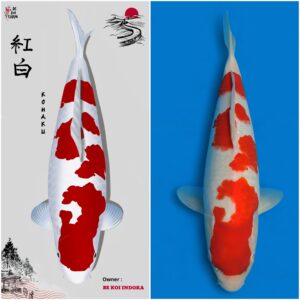 Kohaku Pattern Character