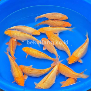 Caramel Ginrin