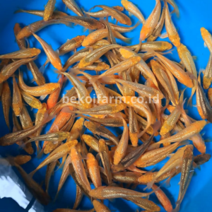 Caramel Ginrin