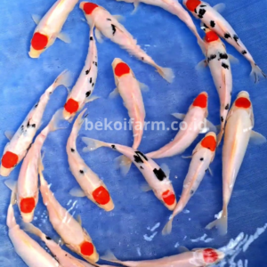 Tancho Sanke