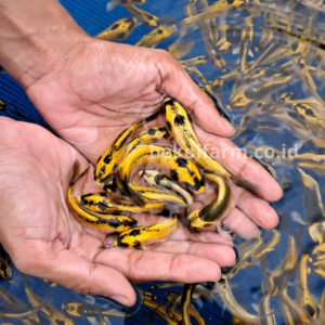 Banana Koi