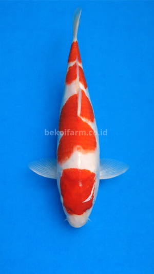 Maruten Kohaku