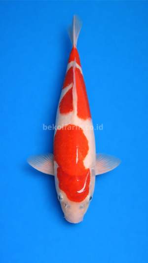 Sandan Kohaku