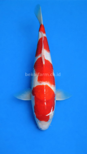 Yondan Kohaku
