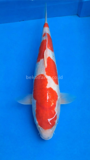 Pattern Chess Kohaku
