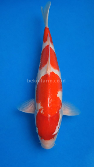 Sandan Kohaku