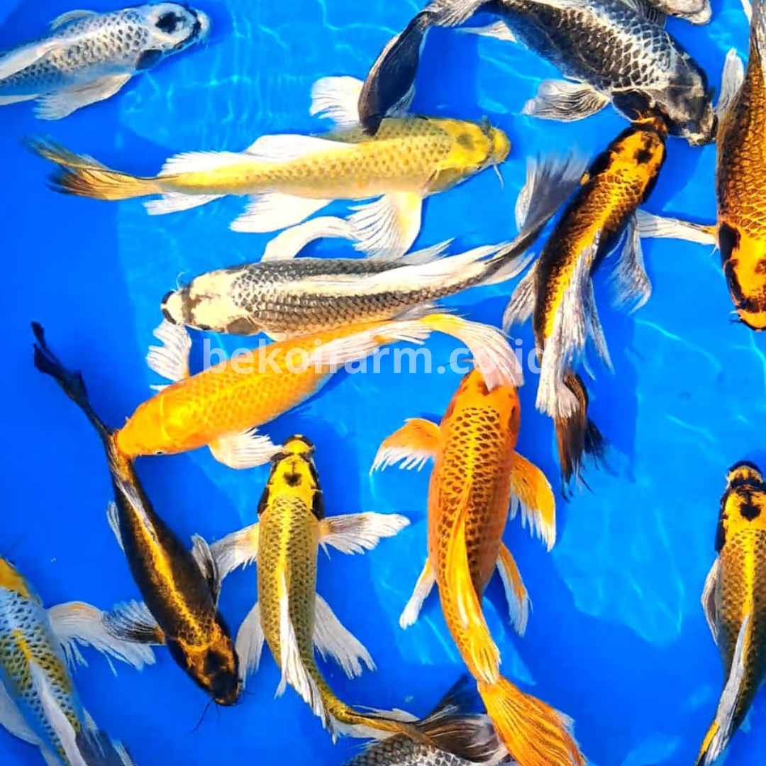 Mukasi Butterfly - Be Koi Farm | by PT Indo Koi Abadi