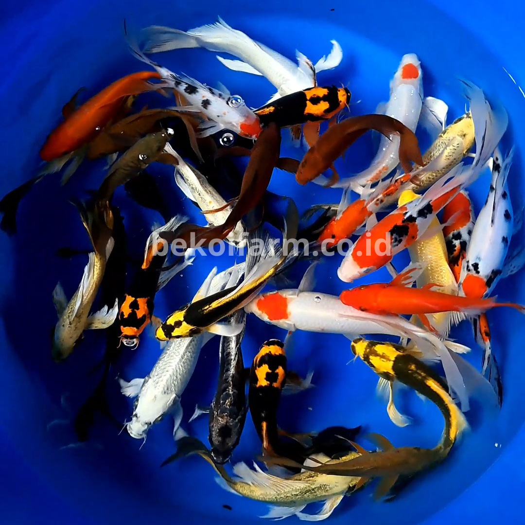 Mix Butterfly - Be Koi Farm | by PT Indo Koi Abadi