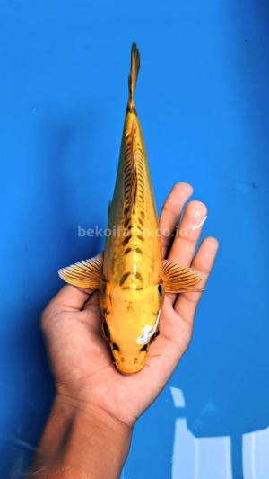 Yellow Mizuho Koi