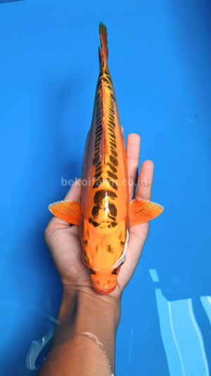 Orange Mizuho Koi