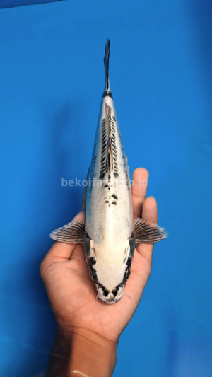 Metallic Silver Koi
