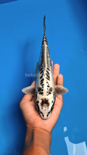 Aragoke Silver Fox