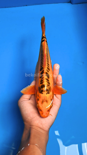 Orange Mizuho Koi