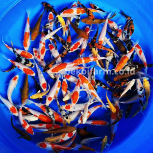 Koi Mix