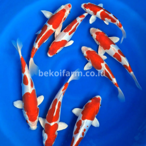 Kikusui