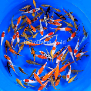 Koi Mix Color