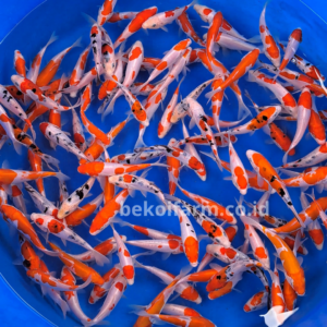 Kohaku Sanke