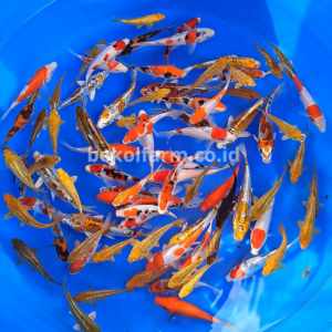 Package Koi Mix