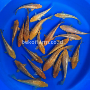 Caramel Ginrin