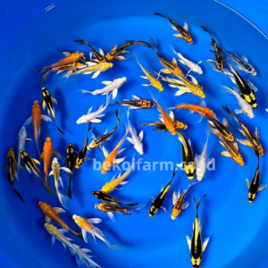 Butterfly Mix