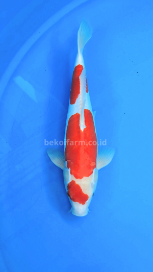 Kohaku Doitsu