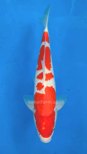 Kohaku