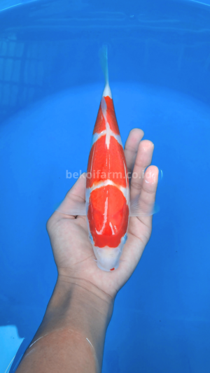 Sandan Kohaku