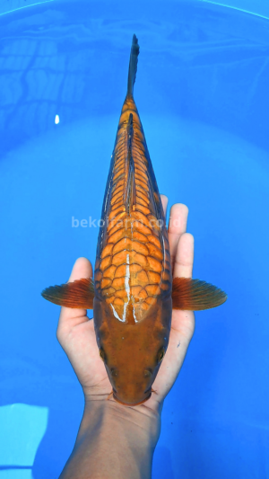 Aragoke Chagoi