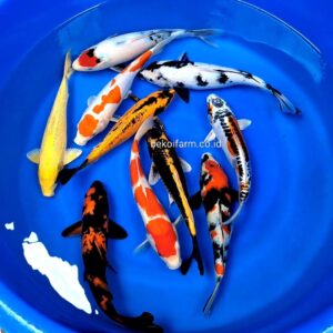 Package Koi Mix