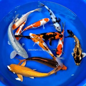 Package Koi Mix
