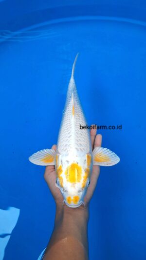 Maruten Hariwake