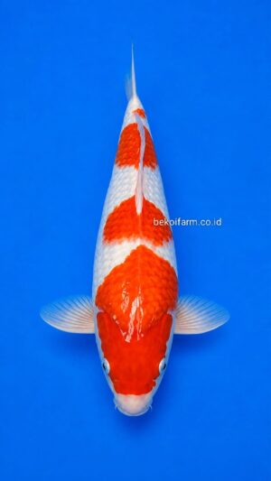 Kohaku