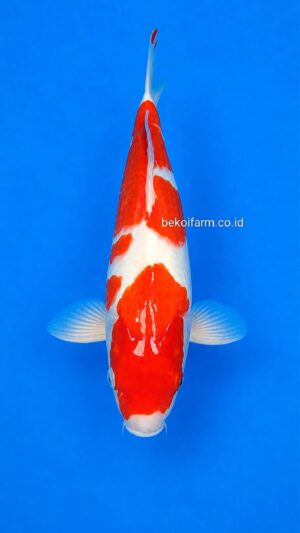 Kohaku