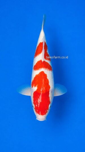 Kohaku