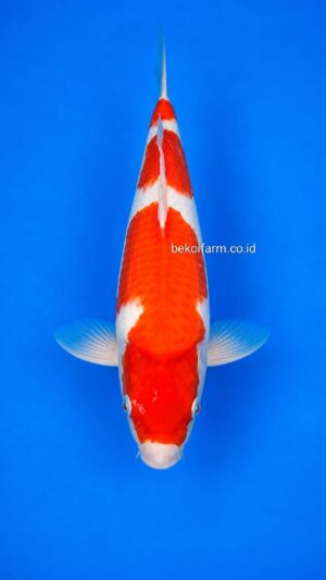 Sandan Kohaku