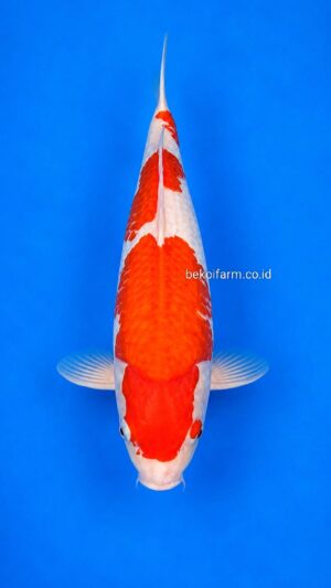 Kohaku