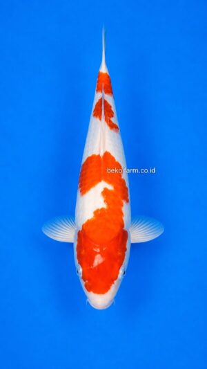 Kohaku
