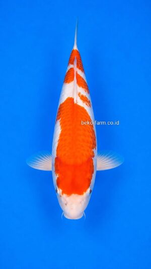 Kohaku