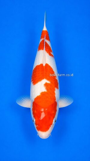 Kohaku