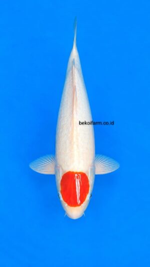 Tanco Kohaku