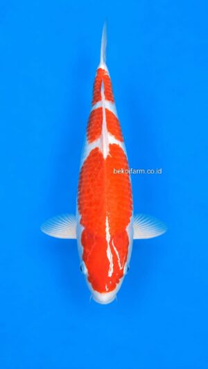 Sandan Kohaku