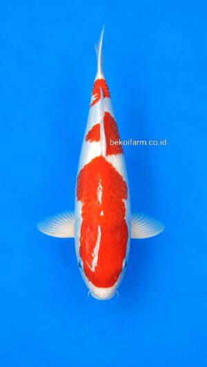 Kohaku
