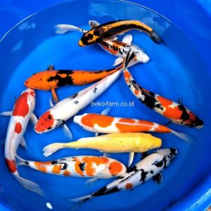 Package Koi Mix